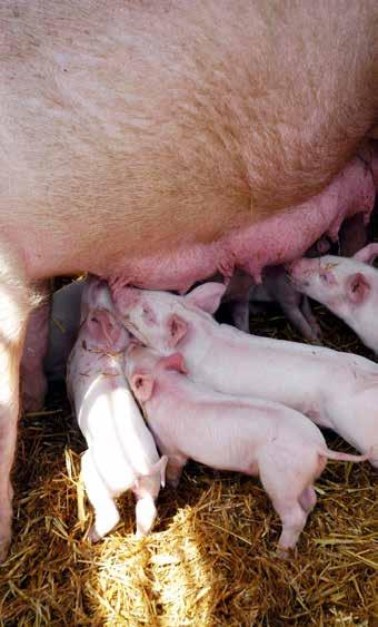 SMÅGRISEN I FOKUS Gris Prime Feed MilkCaps Ett komplement till suggmjölken i torr form MilkCaps är ett nytt sätt att ge smågrisen mjölk både före och efter avvänjning.