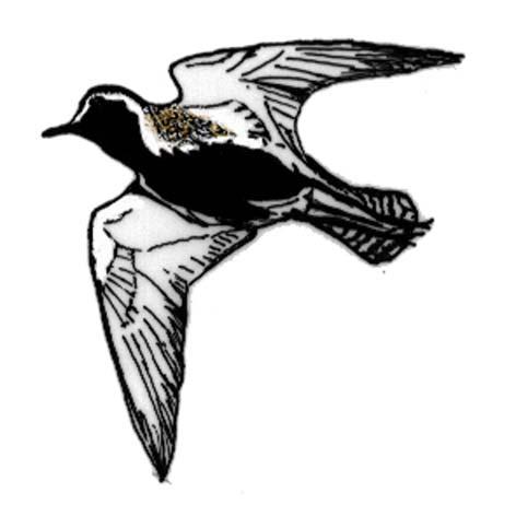 simsnäppa A190 Skräntärna Sterna caspia R A193 Fisktärna Sterna hirundo H A194 Silvertärna Sterna paradisaea R A246 Trädlärka Lullula arborea R A272 Blåhake Luscinia svecica R A 338 Törnskata Lanius