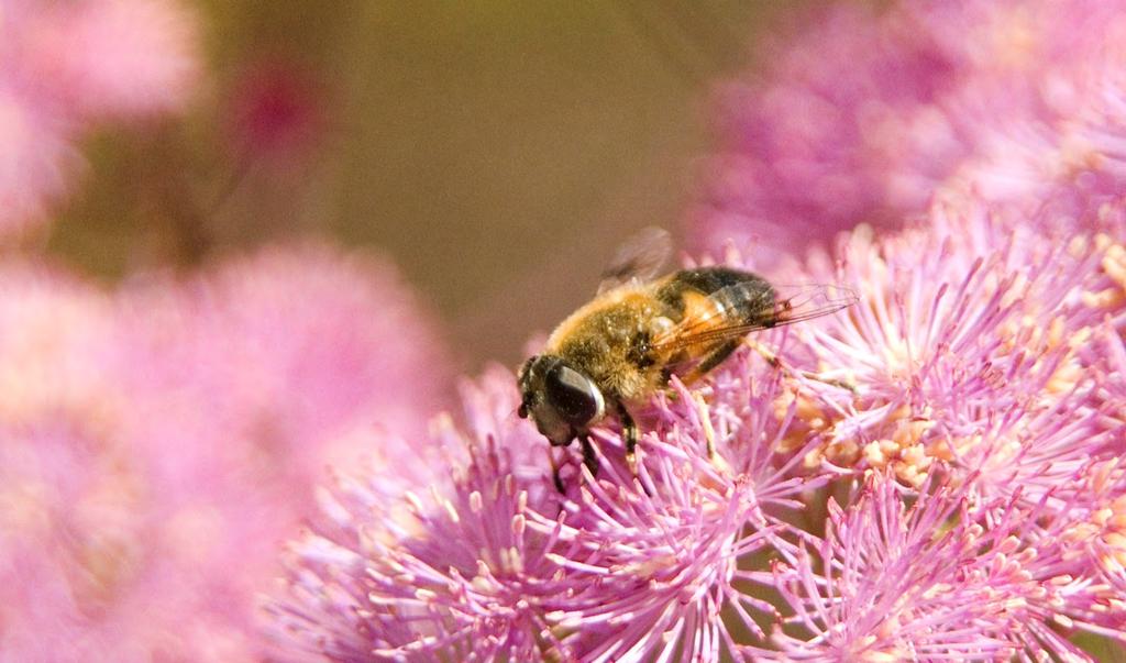 Anpassning till ett förändrat klimat Definitionen av främmande arter skulle kunna ses över och framöver inte inkludera arter som med klimatförändringarna får en naturlig utbredning i ett område.