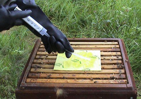 direkt på bina med en doseringsspruta Instruktionsbigården i Hästveda