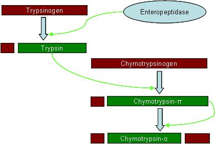 isoformer av enzymet i olika organ Aktiviteten beror av organets behov * Reversibel kovalent