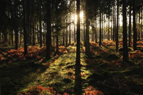 Hur relaterar föredraget -ll seminariets huvudtema? Skogen kan användas på många olika sä=.