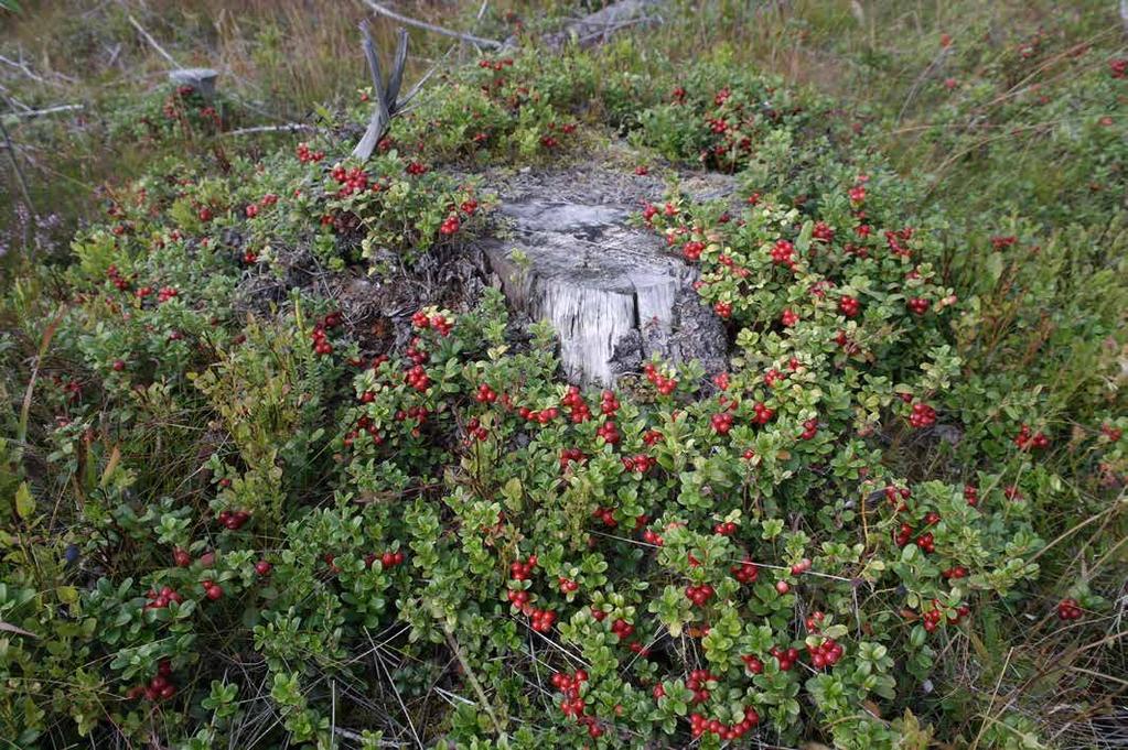 Information i denna beskrivning är baserad på ägarens uppgifter samt annat tillgängligt material. För felaktigheter, nuvarande eller eventuella kommande, i detta material ansvaras ej.