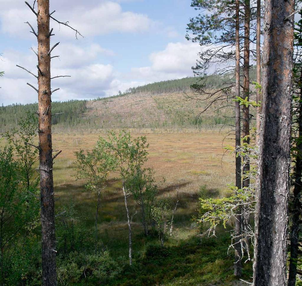 SKOG VID ÄLVROS Obebyggt skogsskifte med god bärighet strax norr om Älvros, ca 2 mil öster om Sveg.