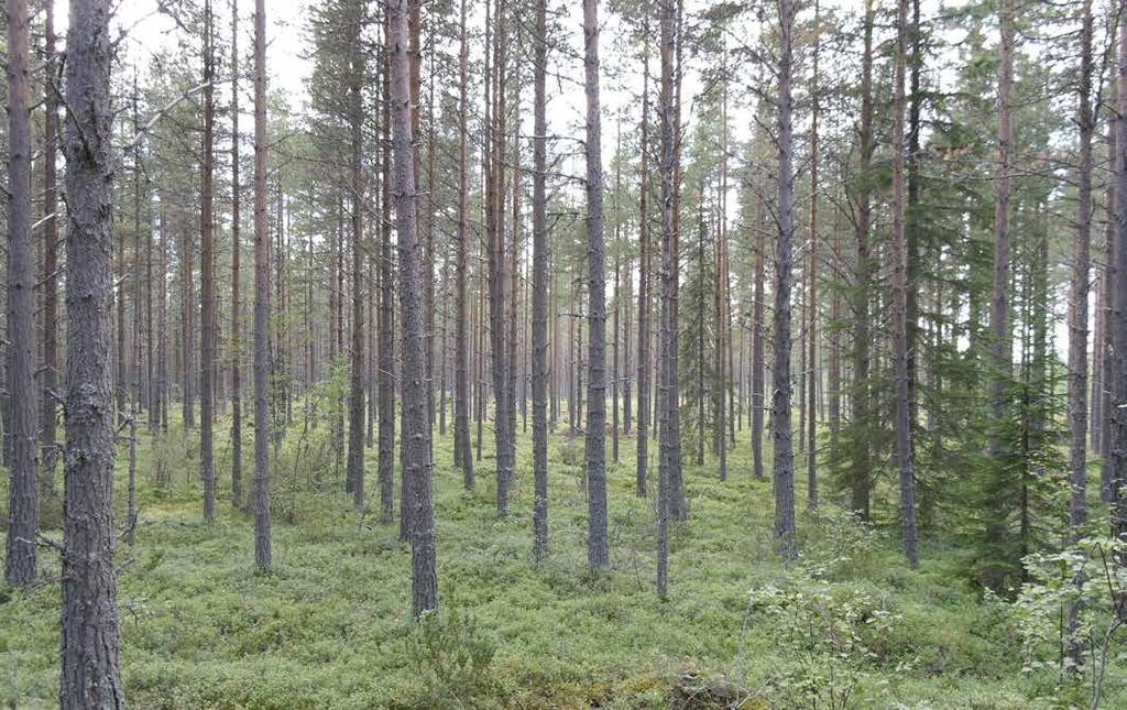 SKOG OCH MARK SKOGSMARK Skogsinventeringen är utförd av Forsmons Skog & Timring på uppdrag av Holmen Skog i april 2015.