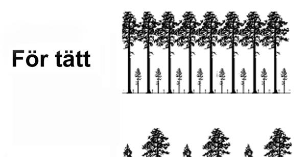 Konkurrens mellan träd medför ingen förlust av virke, oavsett trädens storlek Vid konkurrens mellan olikstora