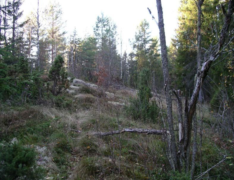 inslag av äldre tall Fullsta 6674260 1539700 Avesta Inga spår Hagmark, blockigt >100 rönnar (5-10cm) Storbyn 6677820 1540950 Avesta Inga spår Hyggen, blockigt >100 rönnar (5-20cm) Sisselbo 6678070