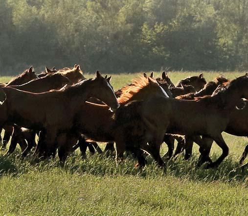 The Swedish horse racing program for young horses is fascinating and, seasoned with the Premiechansen, the sport offers earning opportunities that are internationally