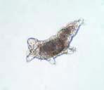 Nematoder är en stor grupp med cirka 100 000 olika arter med underarter. De flesta vet man inte så mycket om.