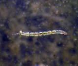 Nematod Musselkräfta Foto: Anders Larsson Kräftdjur Hinnkräftan, Cladocera sp. En liten grupp av Foto: Anders Larsson hinnkräftorna är rovdjur men de flest lever av planktonorganismer och detritus.