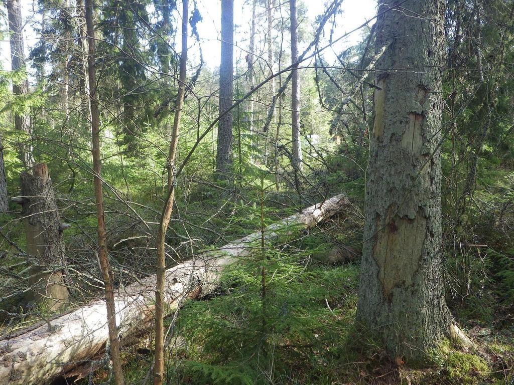 8 Område 1 0,4 ha Granskog Klass 3, Påtagligt naturvärde Naturvärdesbedömning Området har ett påtagligt biotopvärde knutet till den rika förekomsten av grov död ved och ett visst värde knutet till