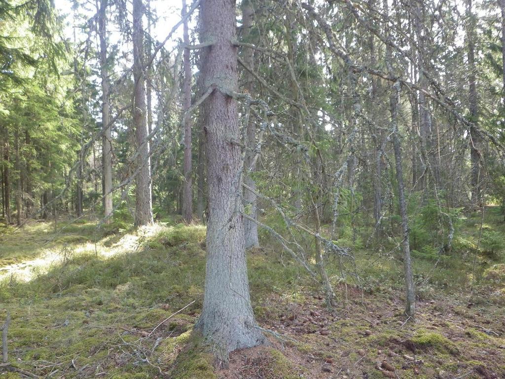 9 Område 2 1,4 ha Barrskog Klass 4, Visst naturvärde Naturvärdesbedömning Området har ett visst biotopvärde knutet till inslaget av äldre träd, främst gran och björk.