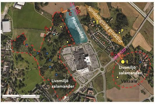 FÖRUTSÄTTNINGAR - Naturvärden Större vattensalamander, forts Åtgärder Åtgärder för att underlätta en spridningsväg mellan Vaksala och Gränby.