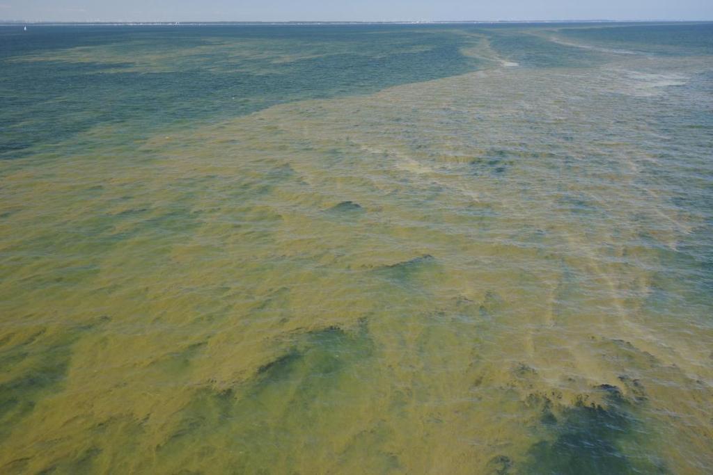 Cyanobacteria bloom in the Baltic Sea 2013 photo by Bengt Karlson Objectives Investigate variability of