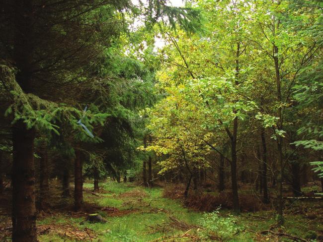 8 GLÄNTAN Insådd ängsvegetation i fält Öppen glänta Två gångvägar möts Bef.blandskog Gallrad bef.