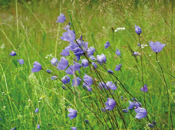 GLÄNTAN Ny plantering av blommande träd viss brynplantering Plats: I korsningen mellan de två gångstråken Nuläge: