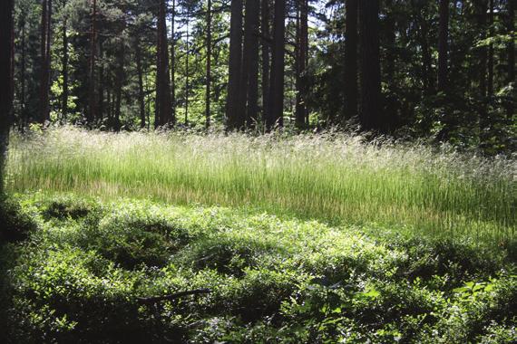 glänta. Den skall fungera som ett ljusinsläpp i den uppvuxna skogen.