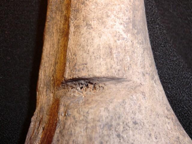 Många av benfragmenten var dock skadade, under den osteologiska analysen observerades det att vissa benfragment har skadats på grund av hantering av benmaterialet.