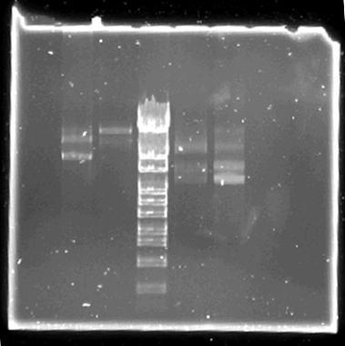 4 Resultat och Diskussion 4.1 Plasmidpreparation Vid plasmidpreparationerna framrenads DNA med en koncentration mellan 60-190 ng/µl och dessa framreningar hade en renhet kring 1,9. 4.2 Klyvningar Vid de första försöken av klyvningar användes både BamHI och EcoRI för klyvning av Cld1 och 4 samt Clr1 och 4.