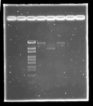 vilket visar att enzymet fungerar. Detta indikerar att det är något i klyvningssätet i plasmiden som gör att klyvning med EcoRI inte utförs.