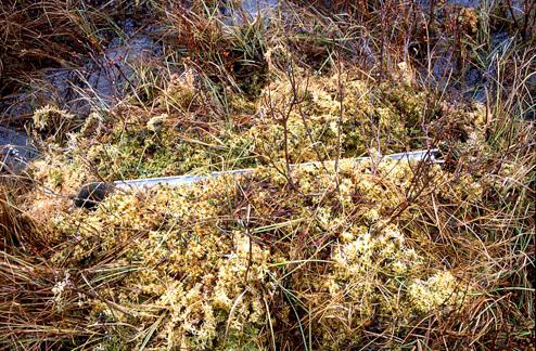 Figur 2. En fallfälla, dvs. en järnränna nedskuren i en tuva med plastbunkar under ändarna. minska ytspänningen. Fällorna placerades i skilda tuvor, 0.