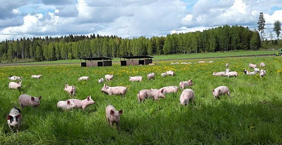 Sveriges lantbruksuniversitet Fakulteten för veterinärmedicin och husdjursvetenskap Swedish University of Agricultural Sciences Faculty of