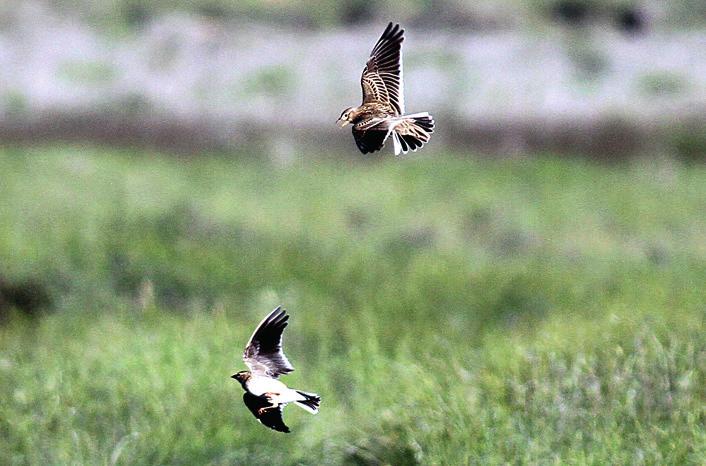 Ett litet stopp på vägen till Riglos med olika arter av rovfåglar som drog över. Väl uppe vid Riglos studerade vi våghalsiga bergsklättrare som hängde något hundratal meter upp på de lodräta väggarna.