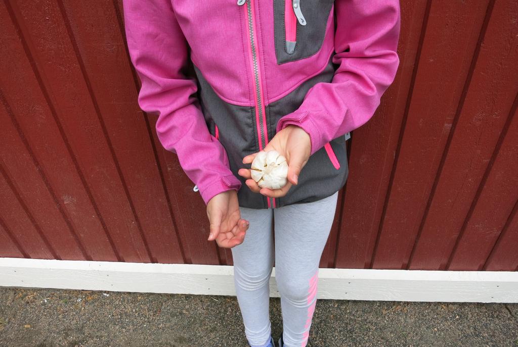 ODLARE: Emina En dag så ville jag så ett frö och då tog jag fram sakerna som jag behövde för att plantera. Då tog jag ett paprika frö och ett från en sockerärta.