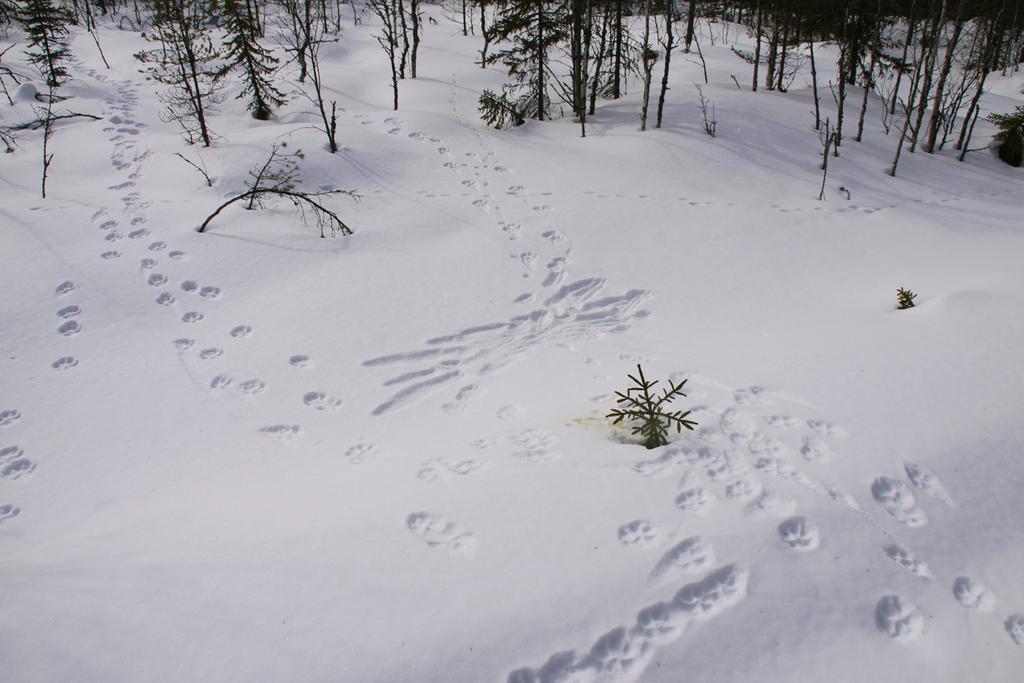 no) i Norge och inom Naturvårdsverkets metodik för inventering av stora rovdjur i Sverige (www.naturvardsverket.