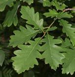 Pelar-en; Juniperus communis