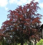 Salix alba var sericea Boden Silver