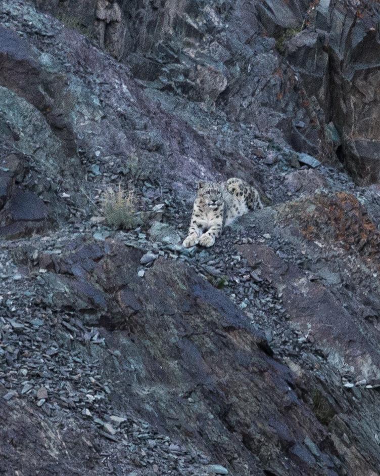 bergen för att försöka sikta- och fotografera snöleopard.