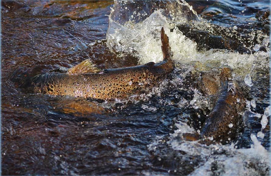 Förvaltning av fisk i Dalälven Karl Gullberg