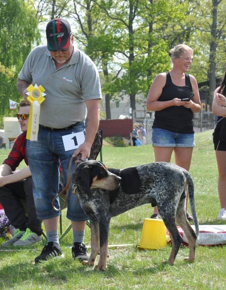 BIS 3 Bluetick coonhound Whistle