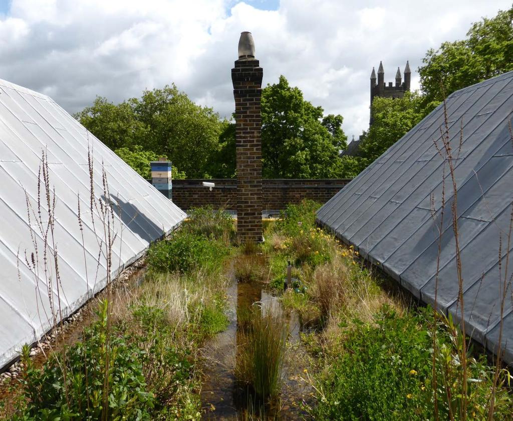 Våtmark på tak, London. I bakgrunden till vänster bisamhällen som drar nytta av öppet vatten.