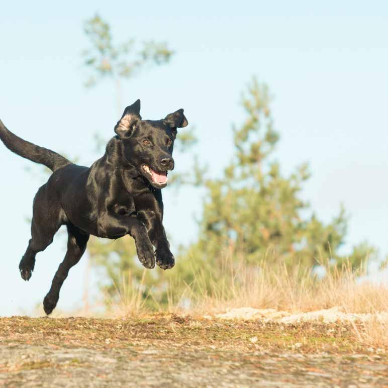 Allt din hund behöver från naturen!