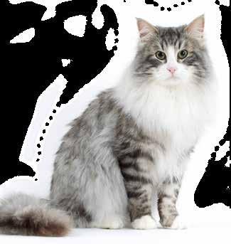 än en katt.