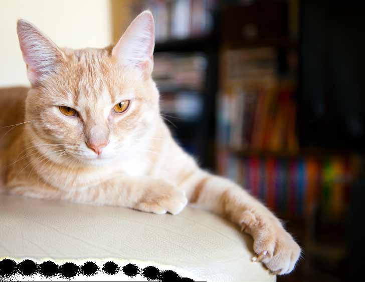För dig som funderar på att kastrera din katt Har du inte tänkt använda din katt i avel är kastrering värt att fundera på.