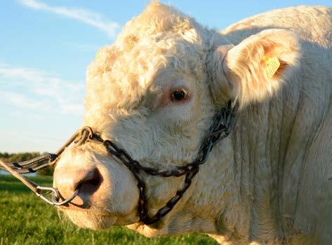Agria Nöt Enskild Individuell försäkring Försäkring för djur som du är extra rädd om, till exempel avelstjurar eller kor med högt avelsvärde. Djuret kan försäkras till marknadsvärdet, utan självrisk.