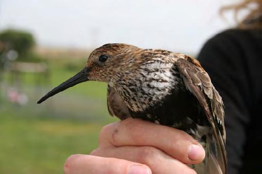 ALLA DAGAR 17-23 JULI Tid: 12, 13 och 15.45 Fågel och fångst Plats: Samling vid naturum Ottenby, Ölands södra udde Pris: Vuxen 65 kronor, barn 45 kronor. Biljett köps i naturum.