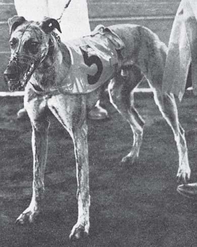 Skarpnäck och 1960-talet Den inspektionskontroll som den 29 30 aug 1959 vid SM på Johanneshov företogs av Stockholms stads hälsovårdsnämnd på Veterinärstyrelsens anmodan resulterade i en