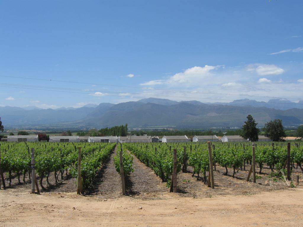 Sydafrika har blivit en stor vinproducent och vinodlingen har faktiskt traditioner ända sedan 1600-talet när den första holländska kolonin grundades på Kapudden.
