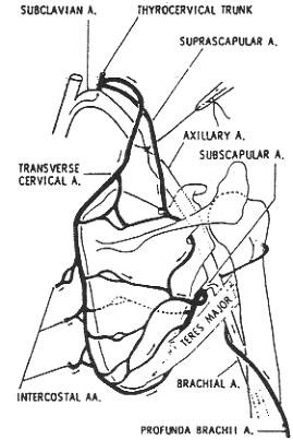 radialis först mellan caput longum och mediale, senare mellan caput mediale och laterale för att till sist ligga djupt om caput laterale (jfr nervens tidigare namn - n. musculospiralis.