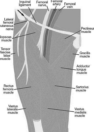 superficialis vid lig. inguinale samt ytliga vener och nerver på medialsidan av låret och knät. Dissekera samtidigt de olika avsnitten av benet över hela dess längd.