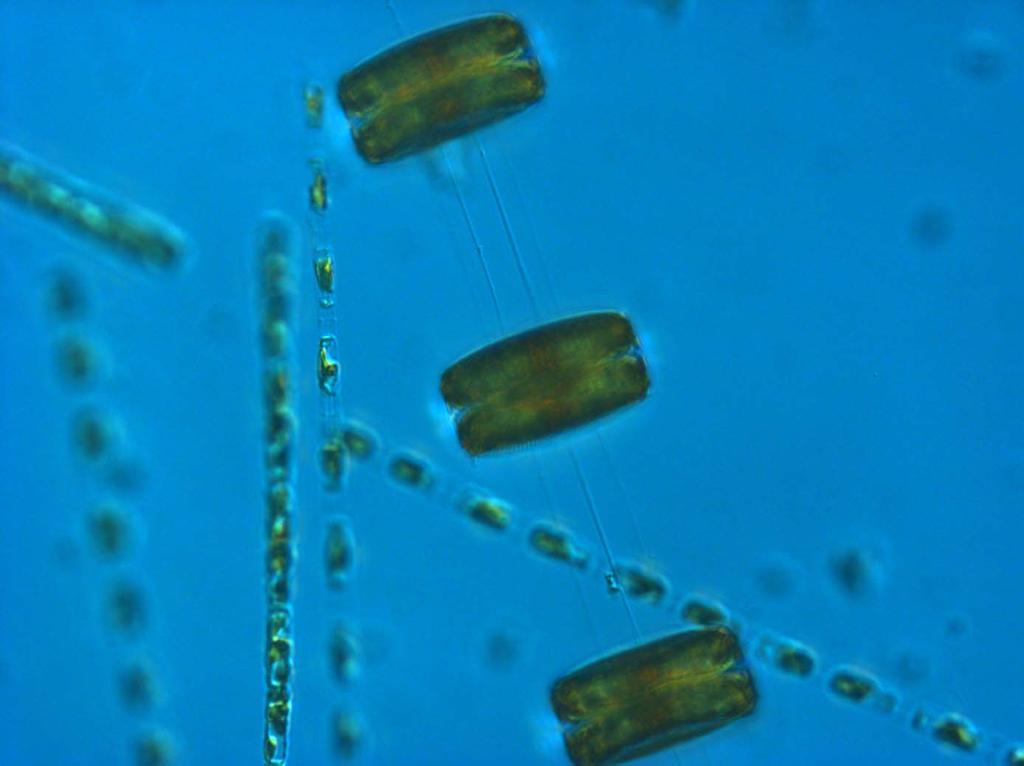 The diatom Thalassiosira