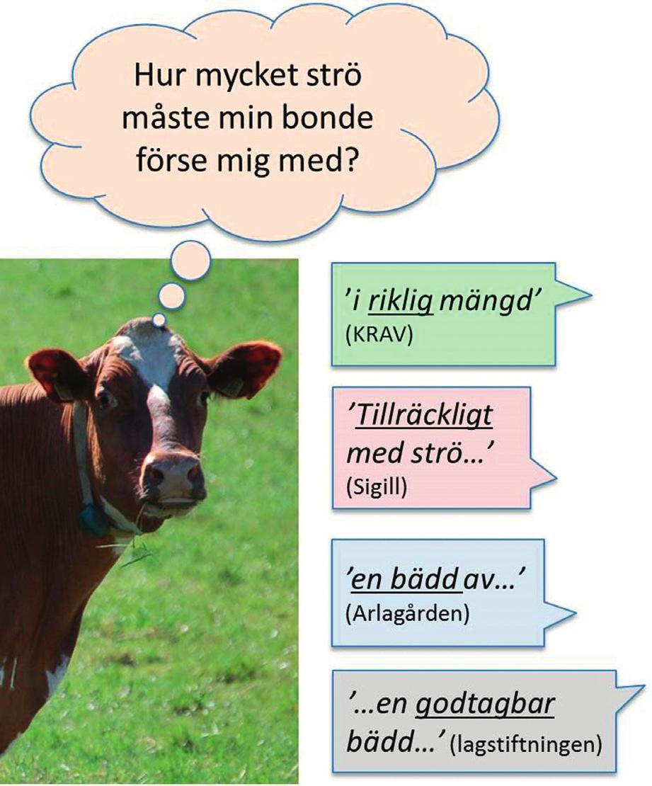 FIGUR 2. Alla fyra regelverk krävde strö till mjölkkor, men krävdes det lika mycket eller fanns det någon skillnad?