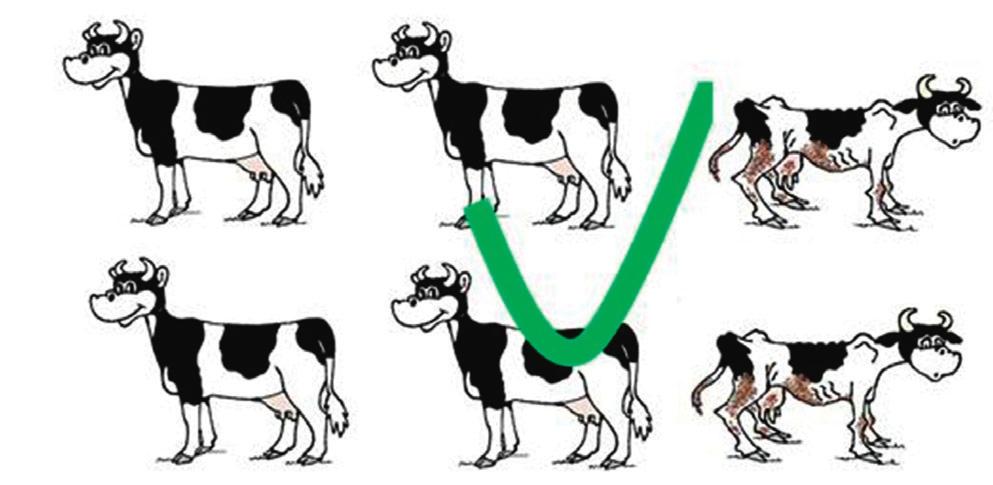 Det sistnämnda resonemanget gäller också Arlagården, som liksom Sigill i regel krävde att en viss andel (%) av djuren var påverkade innan det skulle betraktas som en brist (Figur 3).