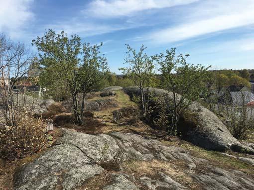 Delområde 5c Sjöholmsvägen Nedn. Illustrtionspln - Delområde 5c. Skl 1:4000 A4 Vänster.