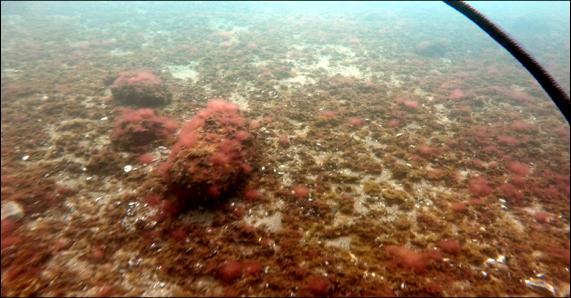 Djupgränsen för ålgräsets tioprocentiga utbredning gick vid 5,3 meter.