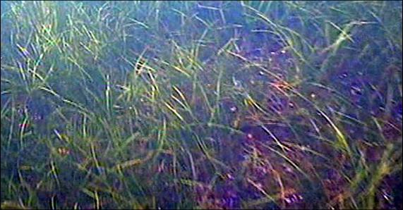 Djupgränsen för ålgräsets tioprocentiga utbredning gick vid 5,1 meter.